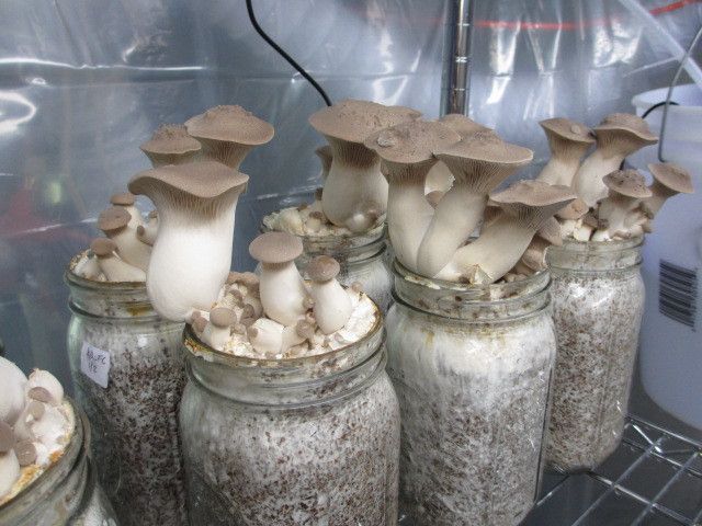 growing magic mushrooms indoors instructions