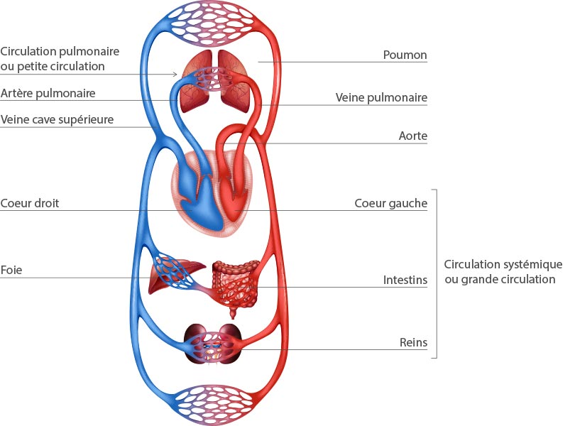 Anatomie du coeur humain pdf