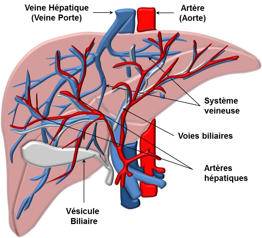 Anatomie du coeur humain pdf