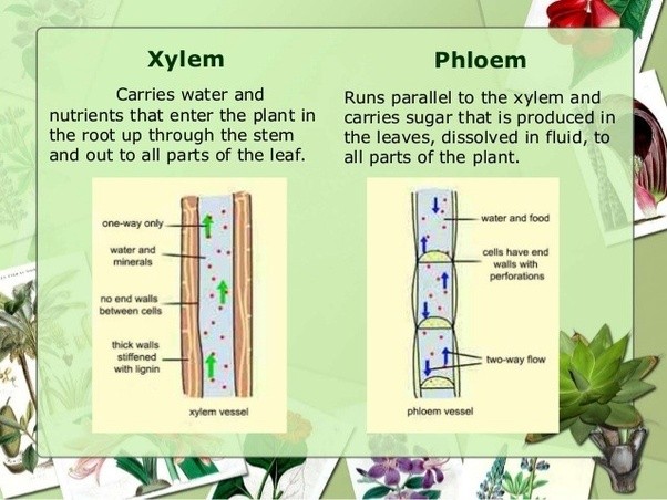 Vascular system in plants pdf