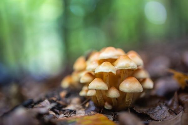 cgp aqa a level biology textbook pdf