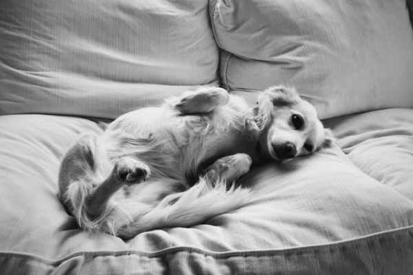 guide dog puppy raiser salary